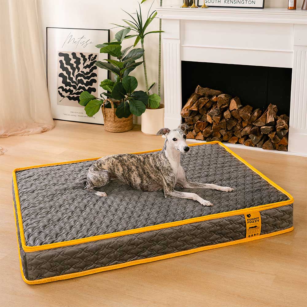 Hooman Innerspring Coils Orthopedic Human Dog Bed - Everdream - Pawhearth