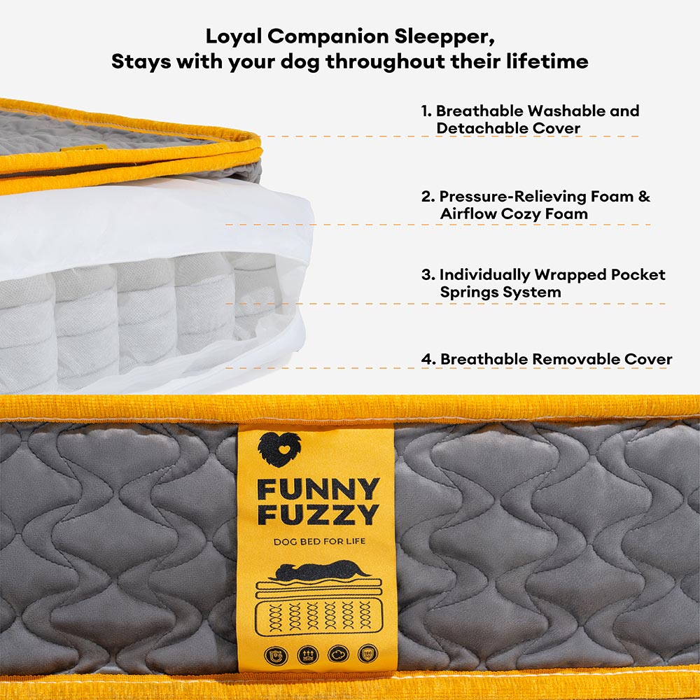 Hooman Innerspring Coils Orthopedic Human Dog Bed - Everdream - Pawhearth